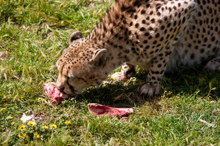 cheetah eating meatの写真素材