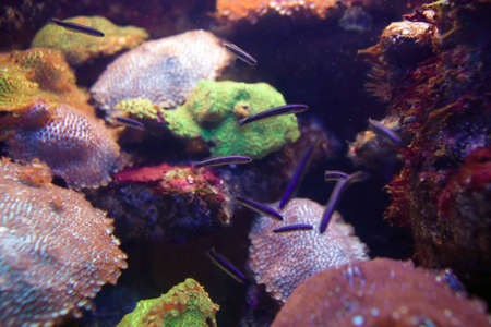 fish and sea life