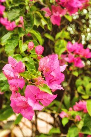 beautiful pink flowers in the garden