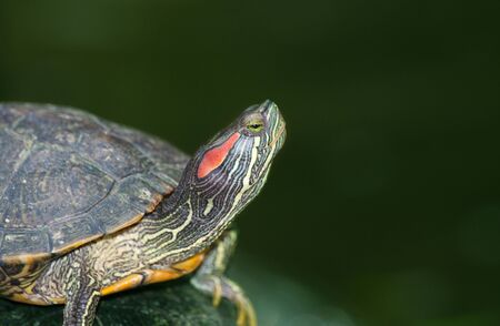 tortoises on waters edgeの写真素材