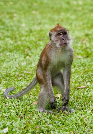macaque monkeyの写真素材