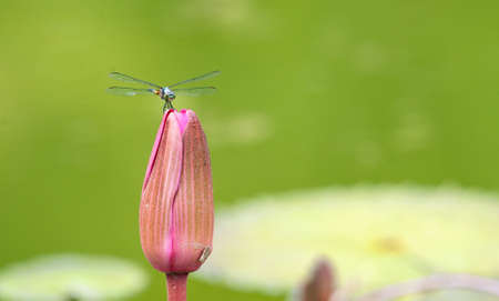 dragonfly on a lily flowerの写真素材