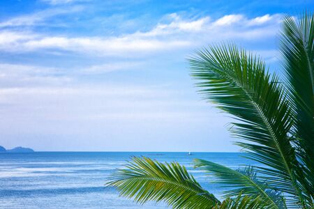 palm leaves and the sea