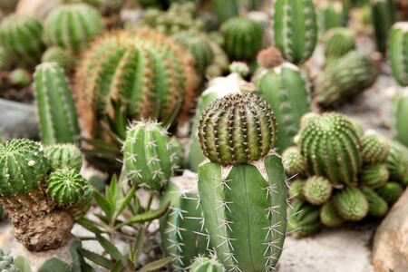 cacti plants