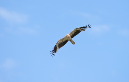 whistling kite blue sky