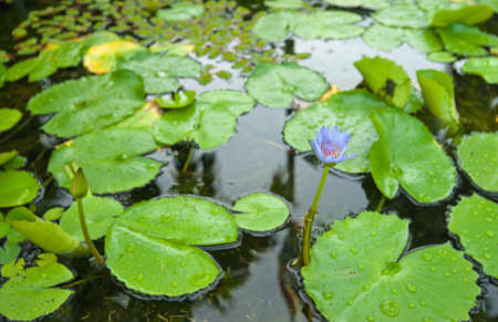 water lily in pondの写真素材