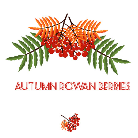 Autumn  pattern with rowan berries. Nature background. Vector illustration.のイラスト素材