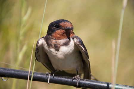 Portrait of a swallow sitting on a reed. Young swallow sitting on a branchの写真素材