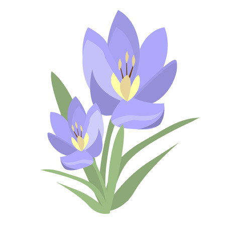 Early spring purple crocus and snowdrops nature beauty flowers vector. Crocus snowdrops flower color and purple crocus bouquet petal natural bloom. Purple crocus and snowdrops.のイラスト素材