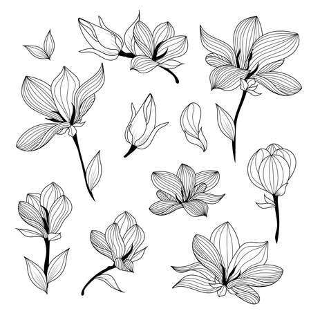 Magnolia Flowers. Black and white line illustration of magnolia flowers on white background. Botanical vector sketch line floral art.のイラスト素材