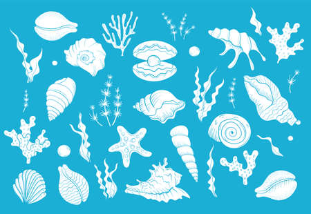 Seashell pearl line art. Summer time beach shell. Vector hand drawn seashell.のイラスト素材