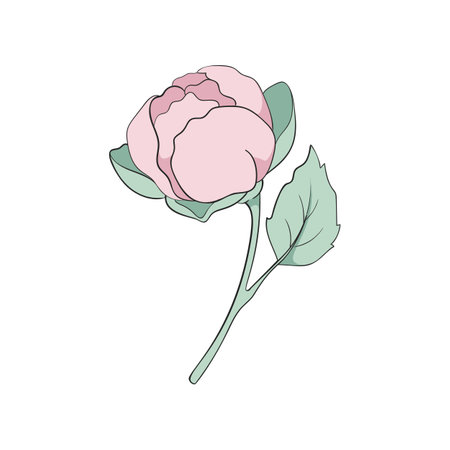 Pink Peony Flower Bud on Green Stem with Leaves Vector Illustrationのイラスト素材