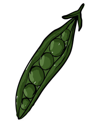 Green Peas in Pod with Seeds in Hand-drawn Style Vector Illustrationのイラスト素材