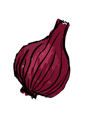 Rustic Hand-drawn Onion Bulb with Natural Texture Vector Illustrationのイラスト素材