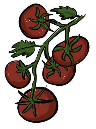 Hand-drawn Tomato Branch with Red Ripe Fruits and Leavesのイラスト素材