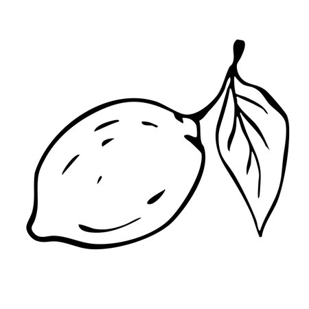 Lemon fruit Creative organic lemon whole lemon fruit leaf Natural Fresh Citrus Hand Drawn Sketch illustration.のイラスト素材