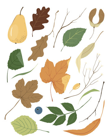 Set of autumn leaves and branches.のイラスト素材