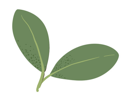 Autumn leaf from Simple fall leaf Flat vector illustration on white backgroundのイラスト素材