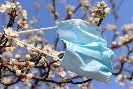 A medical blue mask hangs on a blossoming apple tree in April 2020.の写真素材