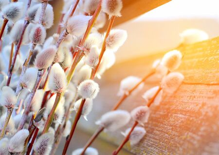 The willow branches of white and gray color bloomed in March.の写真素材