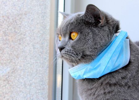 Gray cat in a blue maskの写真素材