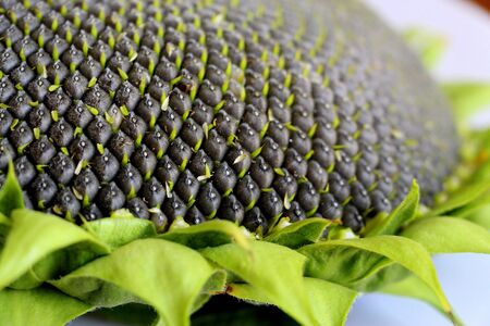Ripe sunflower Black sunflower seeds close-up. Harvest sunflower. Agriculture.