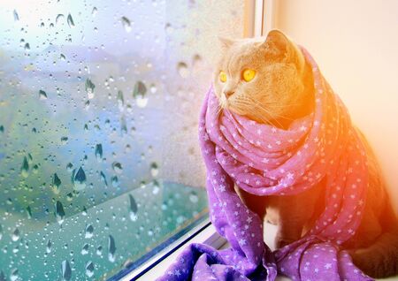 A gray cat in a purple scarf sits on a window and looks at raindrops flowing down the glass.の写真素材