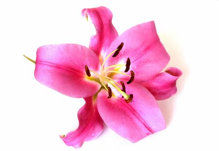Pink lily on a white background. Big beautiful flower.の写真素材