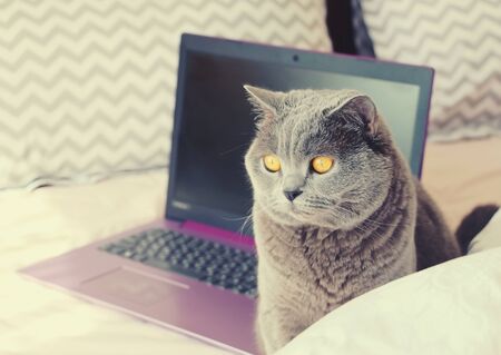 A gray cat is sitting on a pink bed with a purple laptop.の写真素材