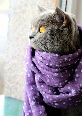 A gray cat in a purple scarf sits on a window and looks at raindrops flowing down the glass.の写真素材