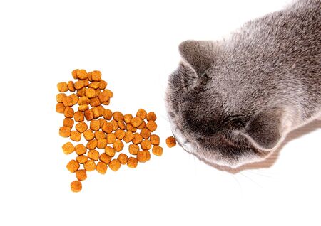 Cat food. Brown dry food. Square pieces.の写真素材