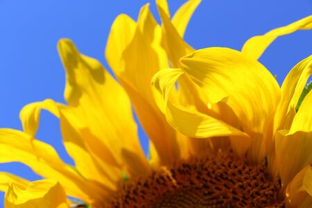 Flower sunflower closeup. Yellow flower against the blue sky.の写真素材