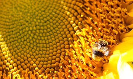 Flower sunflower closeup.