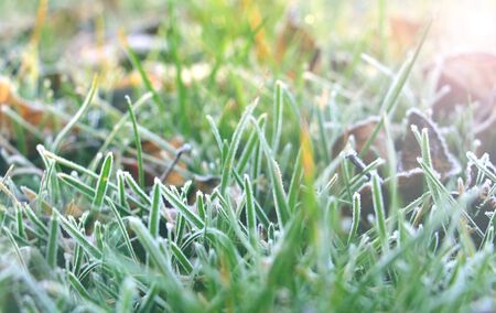 Hoarfrost on the green grass. Frozen grass on the ground.の写真素材