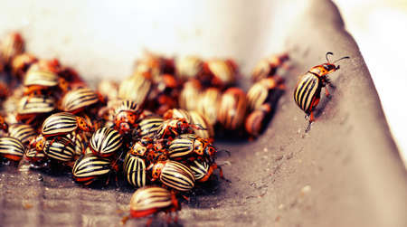 Colorado potato beetle. Pests and parasites of potatoes in the garden in summer.