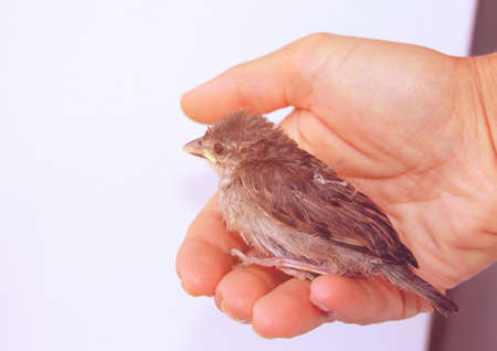 Rescued baby sparrow in hand. Small bird.の写真素材