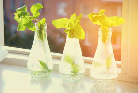 Fresh green mint in a glass of water in the summer on the window.の写真素材