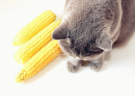 Natural ripe young yellow corn and a gray domestic cat eating sweet corn.の写真素材
