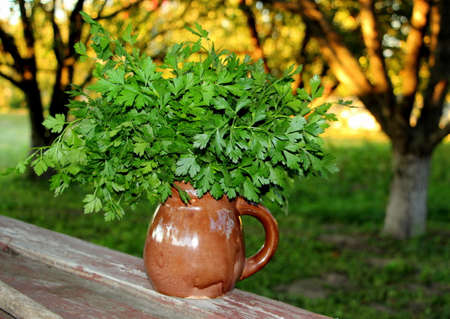 Fresh natural parsley. The greenery was plucked from the garden in the village.の写真素材
