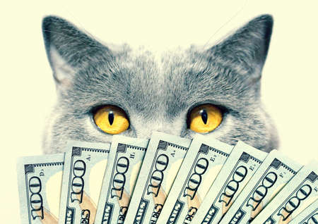 Gray cat, yellow eyes and dollars on a light background. Super win.の写真素材