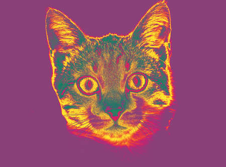The cat is colorful and cute looks at the camera in the lens. Thermal imager effectの写真素材