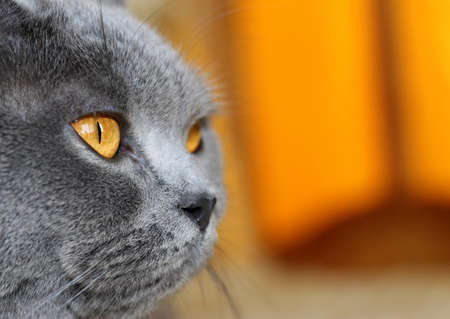 A beautiful gray plush Scottish straight cat with yellow eyes. Trendy cat. Bright and unrivaled gray...