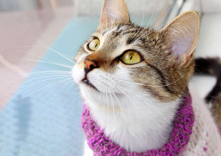 A cute cat in a knitted sweater with a high collar is sitting by the window. Funny pet in clothes.