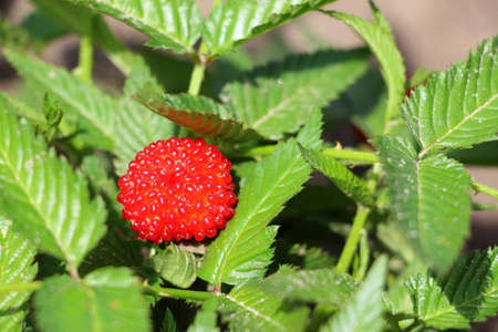 Tibetan rose-leaved raspberry. Red sweet berry on a green bush with leaves. RÃºbus rosifÃ³lius....