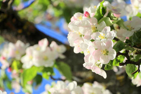 Blooming apple tree in May. Horizontal poster with small white and pink apple flowers.