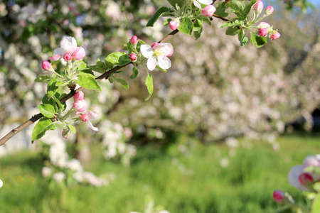 Blooming apple tree in May. Horizontal poster with small white and pink apple flowers.