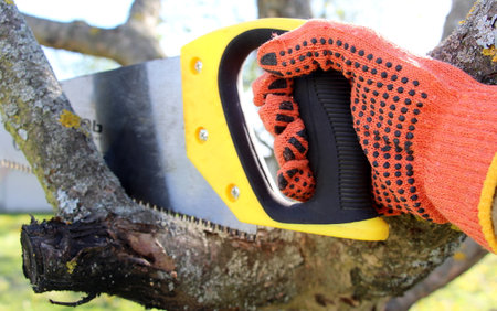 spring tree pruning. Removing dry and damaged branches with a hacksaw. The hand is protected by a glove. Caring for the garden, trees, nature.の写真素材