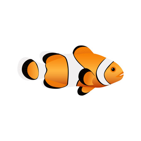 Clownfish isolated on white background. Cute print popular sea fish Amphiprion.の写真素材