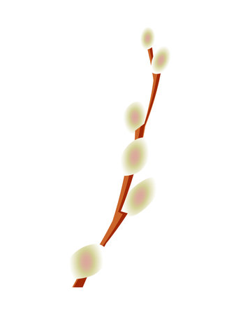 Blooming willow branch isolated on a white vertical background. Vector.のイラスト素材