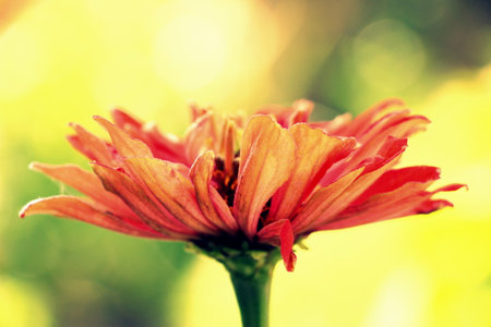 Zinnia flower with red petals on an early sunny morningの写真素材